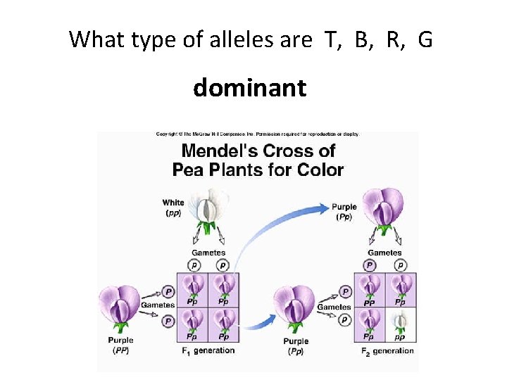 What type of alleles are T, B, R, G dominant 