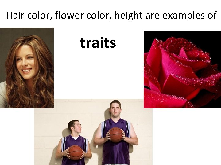 Hair color, flower color, height are examples of traits 