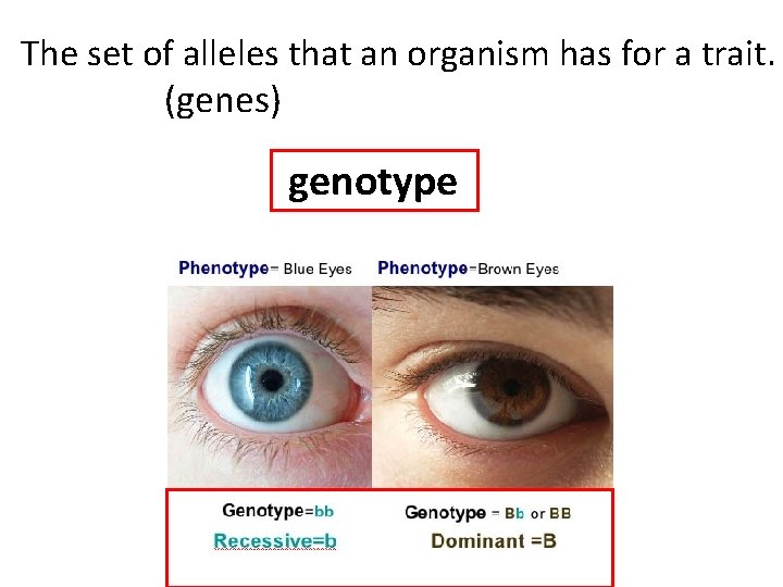 The set of alleles that an organism has for a trait. (genes) genotype 