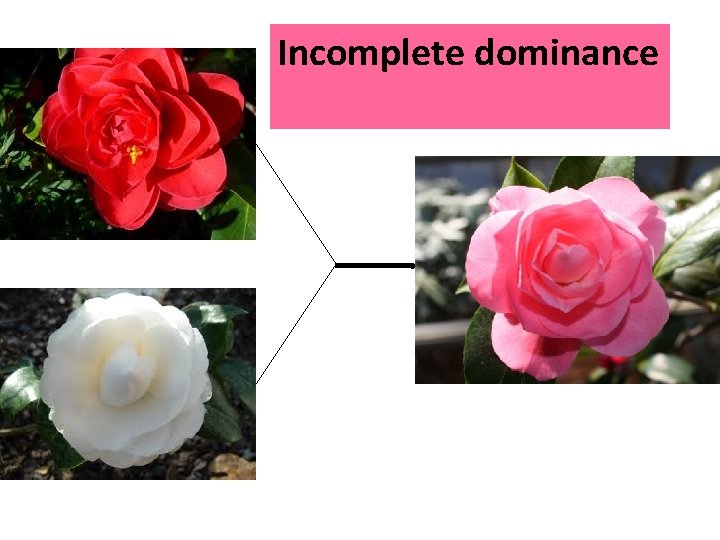 Codominance or Incomplete dominance incomplete dominance? 