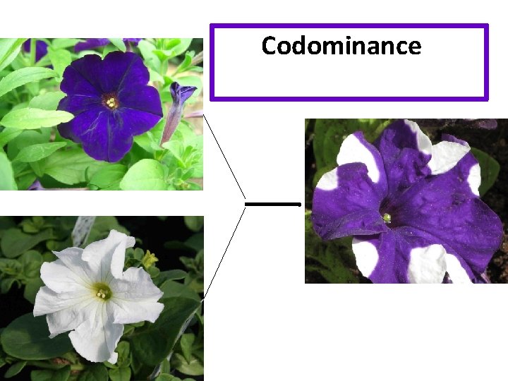 Codominance or incomplete dominance? 