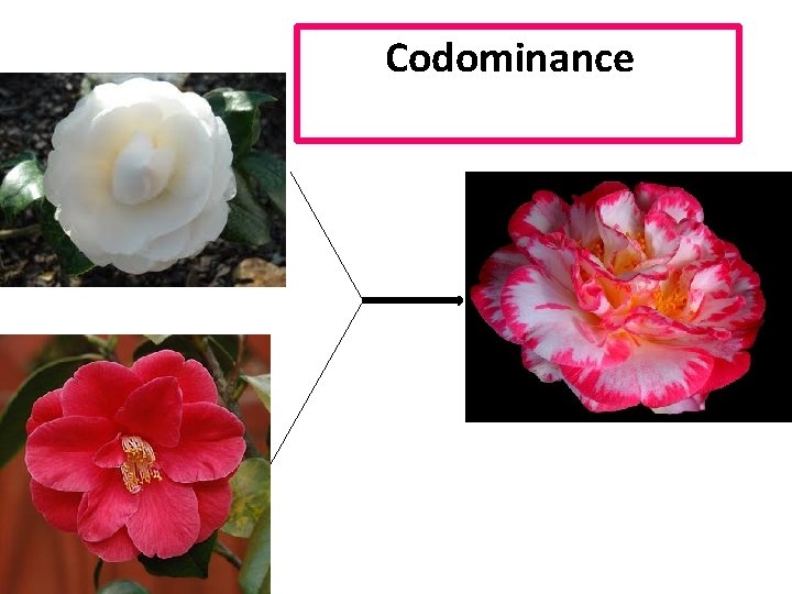 Codominance or incomplete dominance? 
