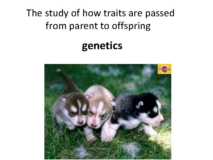 The study of how traits are passed from parent to offspring genetics 