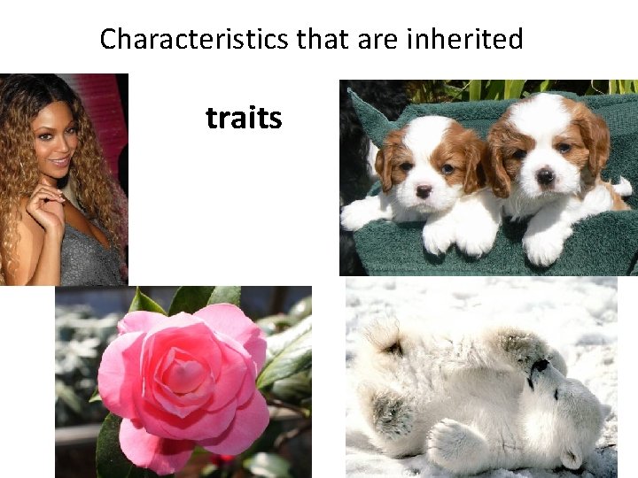 Characteristics that are inherited traits 