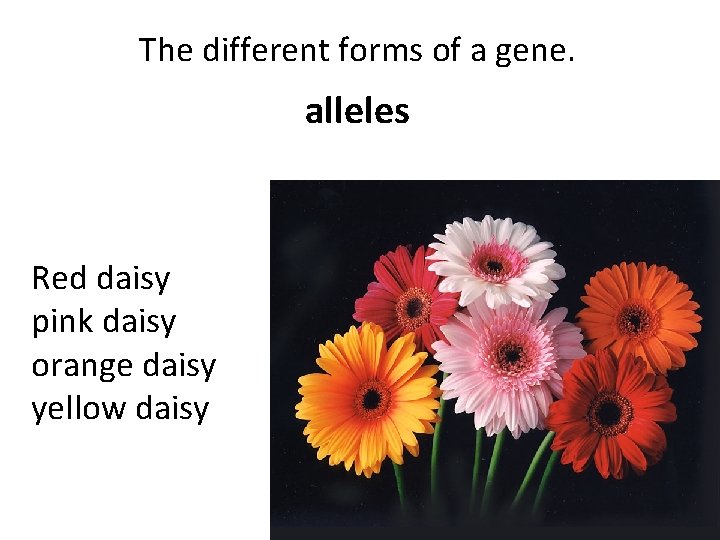 The different forms of a gene. alleles Red daisy pink daisy orange daisy yellow