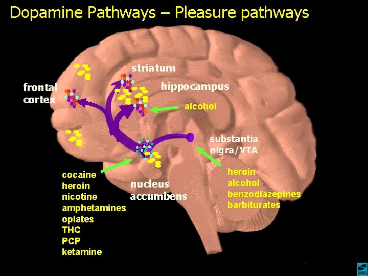 Dopamine Pathways – Pleasure pathways striatum frontal cortex hippocampus alcohol substantia nigra/VTA cocaine nucleus