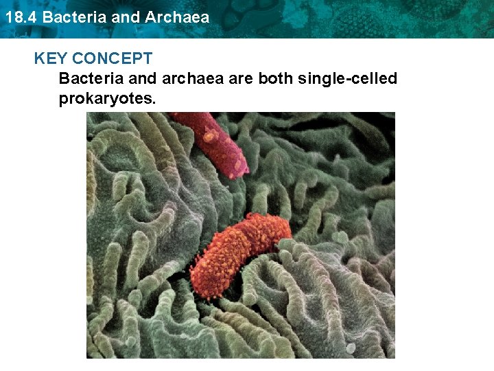 18. 4 Bacteria and Archaea KEY CONCEPT Bacteria and archaea are both single-celled prokaryotes.