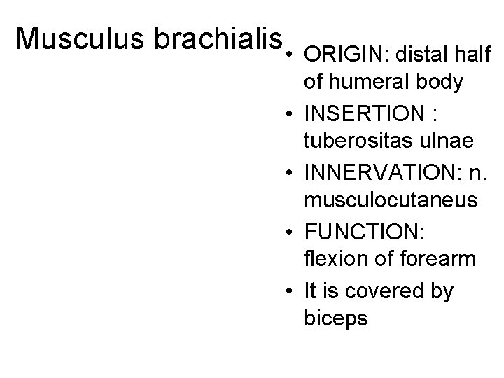 Musculus brachialis • • • ORIGIN: distal half of humeral body INSERTION : tuberositas