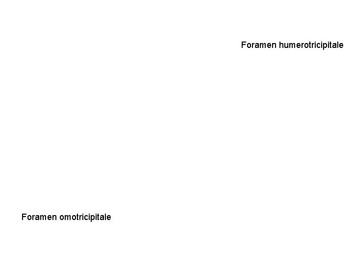 Foramen humerotricipitale Foramen omotricipitale 