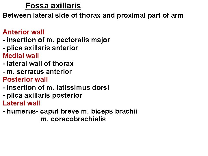 Fossa axillaris • Between lateral side of thorax and proximal part of arm •