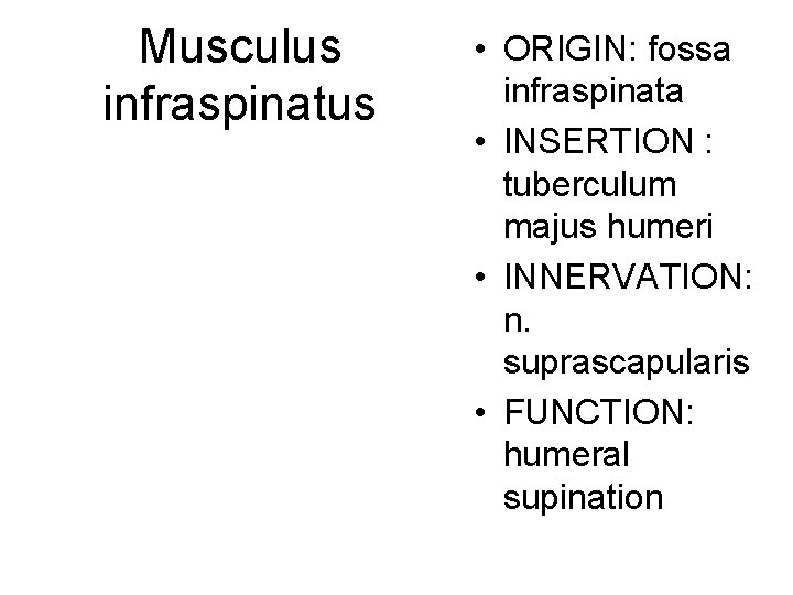 Musculus infraspinatus • ORIGIN: fossa infraspinata • INSERTION : tuberculum majus humeri • INNERVATION: