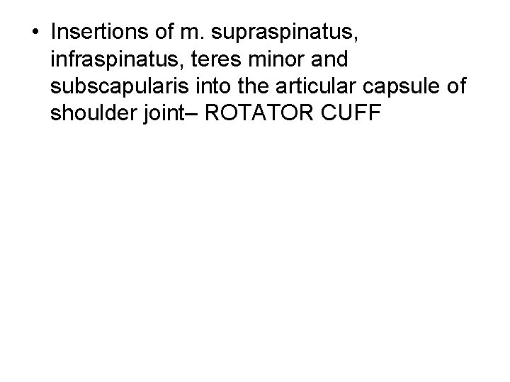  • Insertions of m. supraspinatus, infraspinatus, teres minor and subscapularis into the articular