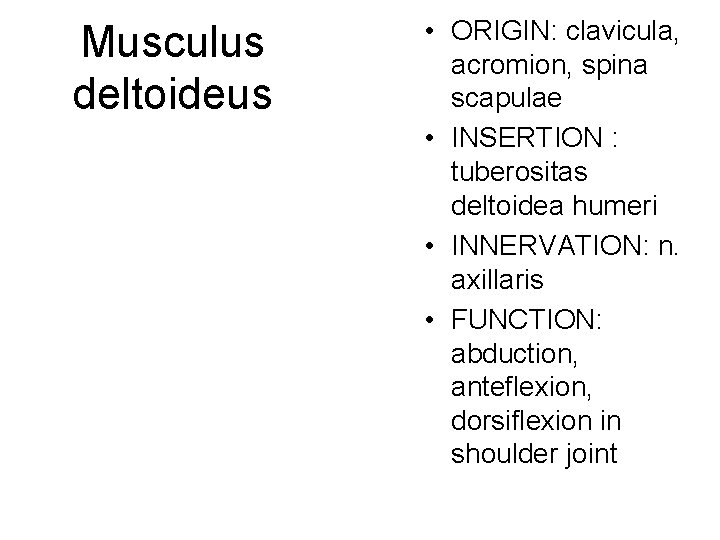 Musculus deltoideus • ORIGIN: clavicula, acromion, spina scapulae • INSERTION : tuberositas deltoidea humeri