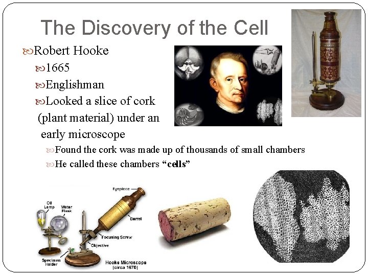 The Discovery of the Cell Robert Hooke 1665 Englishman Looked a slice of cork