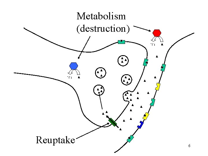 Metabolism (destruction) Reuptake 6 