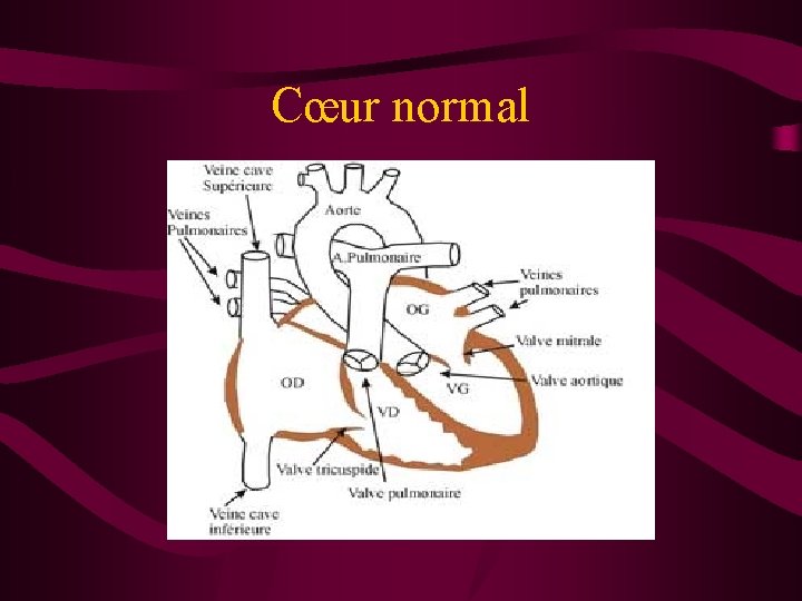 Cœur normal 