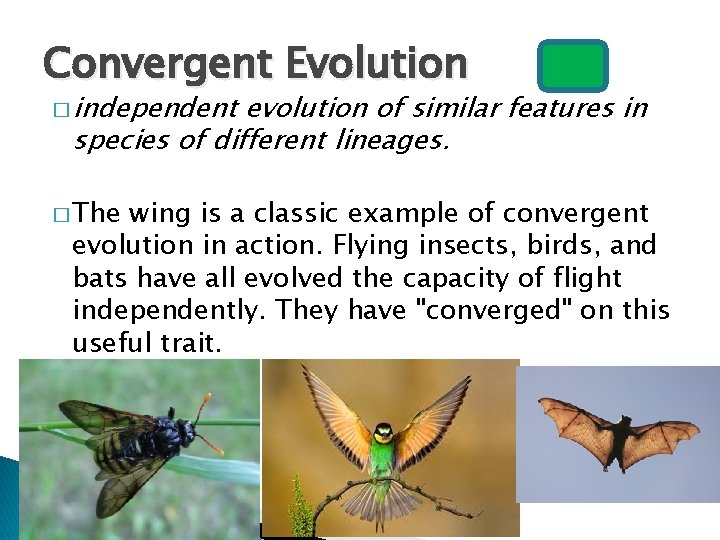 Convergent Evolution � independent evolution of similar features in species of different lineages. �