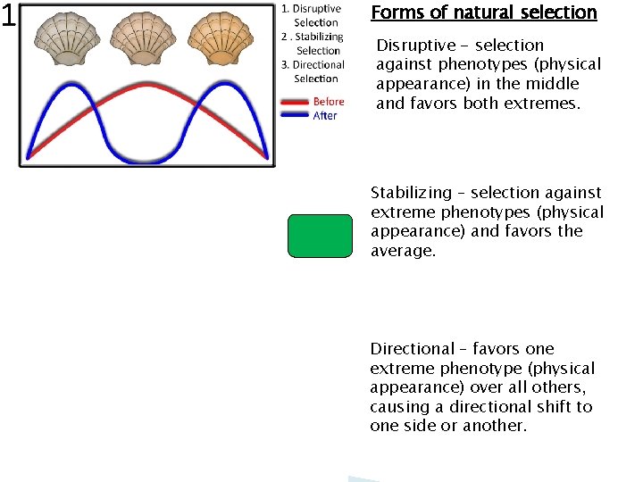 Forms of natural selection Disruptive - selection against phenotypes (physical appearance) in the middle