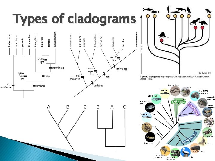 Types of cladograms 