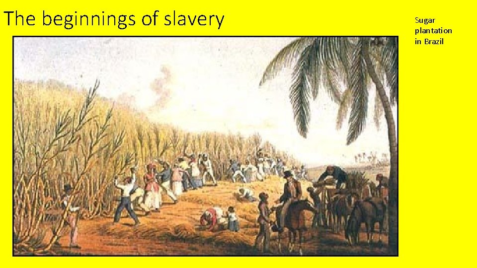 The beginnings of slavery Sugar plantation in Brazil 