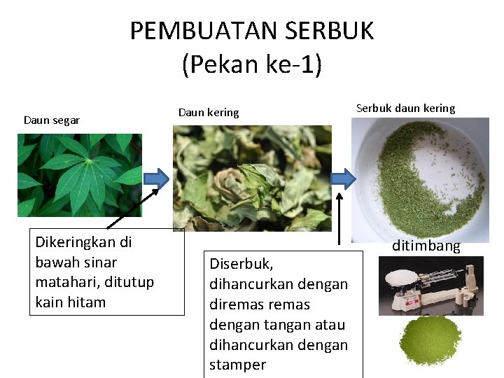 PEMBUATAN SERBUK (Pekan ke-1) Daun segar Dikeringkan di bawah sinar matahari, ditutup kain hitam