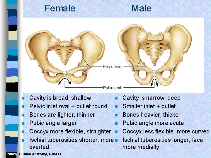 PELVIS I BONES AND MUSCLES Introductionwhy is pelvis
