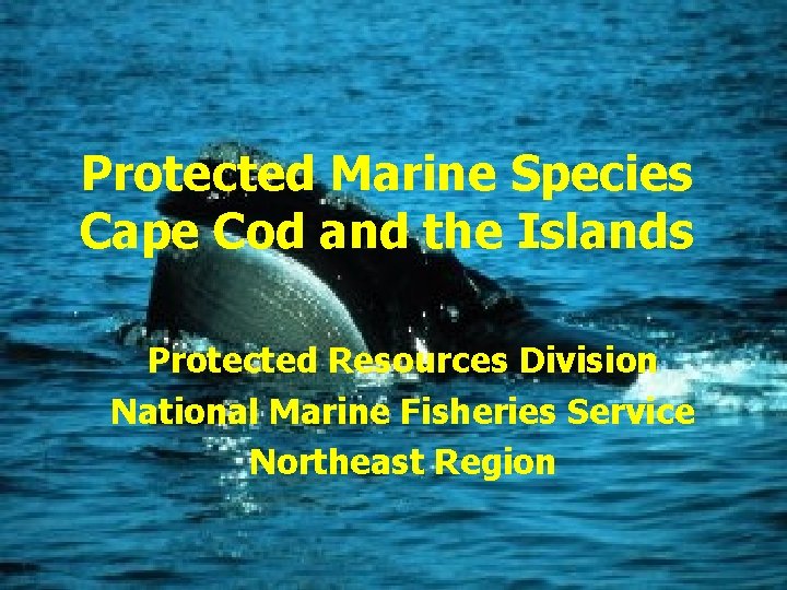 Protected Marine Species Cape Cod and the Islands Protected Resources Division National Marine Fisheries