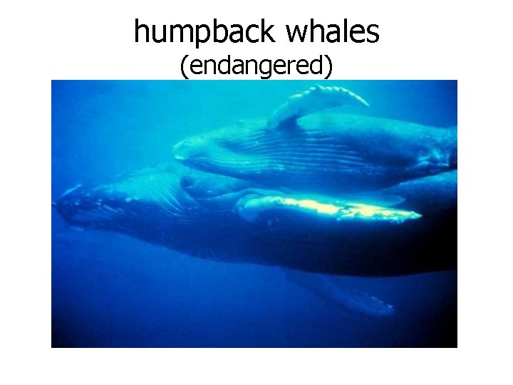 humpback whales (endangered) 