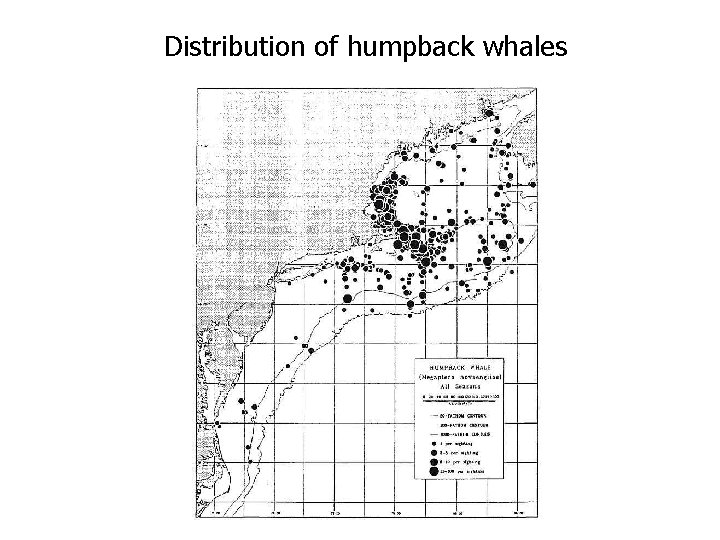 Distribution of humpback whales 