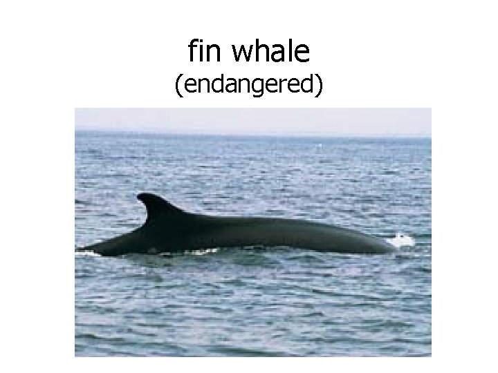 fin whale (endangered) 