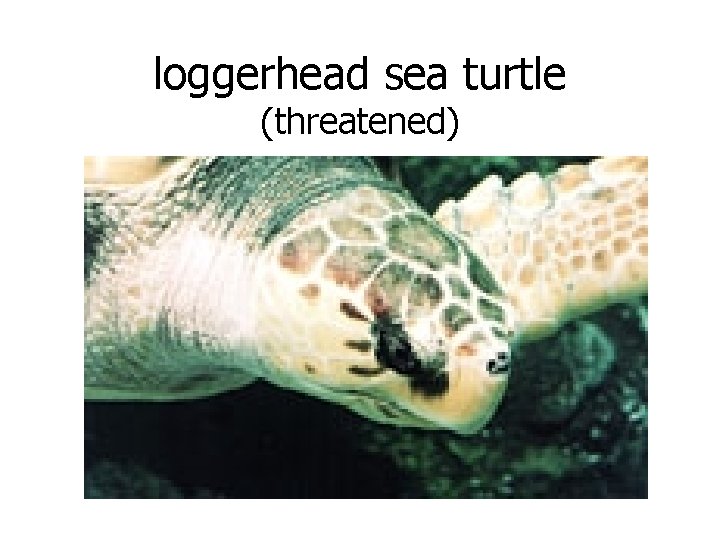 loggerhead sea turtle (threatened) 