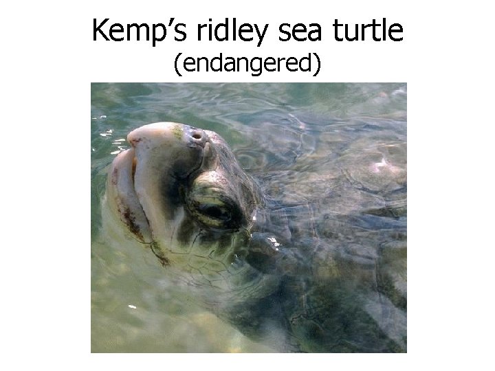 Kemp’s ridley sea turtle (endangered) 