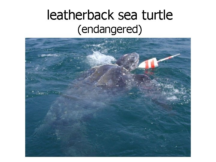 leatherback sea turtle (endangered) 