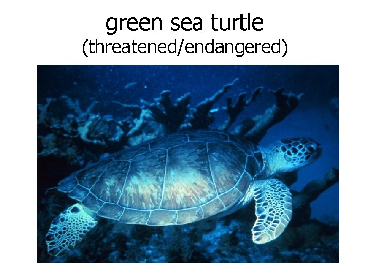 green sea turtle (threatened/endangered) 