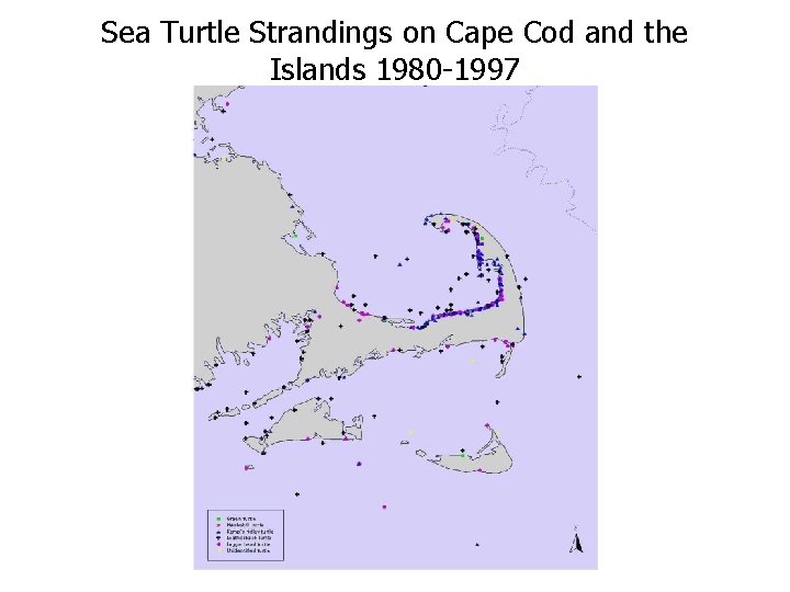 Sea Turtle Strandings on Cape Cod and the Islands 1980 -1997 
