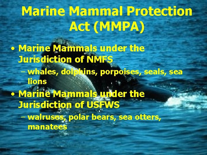 Marine Mammal Protection Act (MMPA) • Marine Mammals under the Jurisdiction of NMFS –