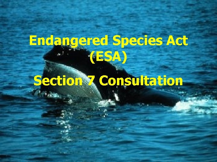 Endangered Species Act (ESA) Section 7 Consultation 