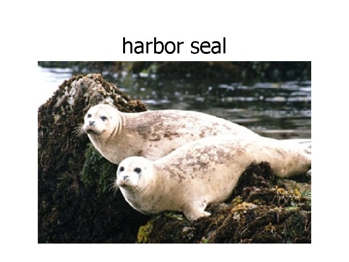 harbor seal 