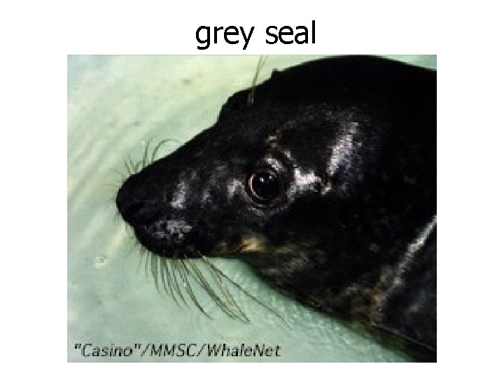 grey seal 