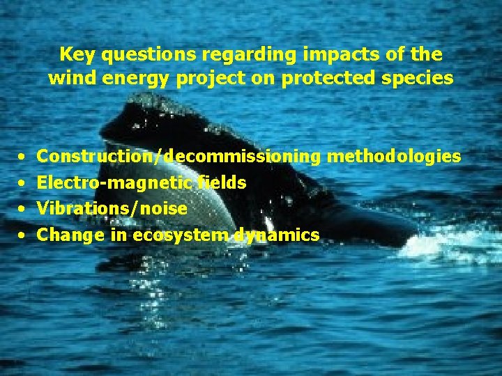 Key questions regarding impacts of the wind energy project on protected species • •