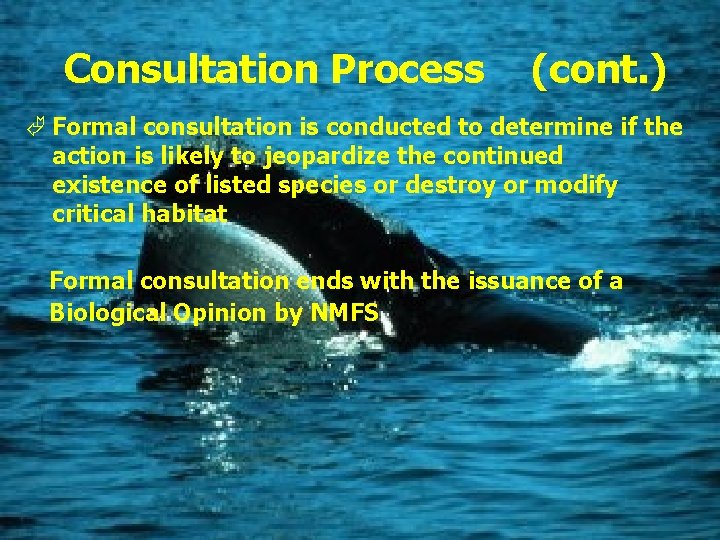 Consultation Process (cont. ) Ã Formal consultation is conducted to determine if the action