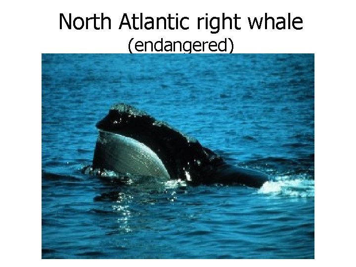 North Atlantic right whale (endangered) 