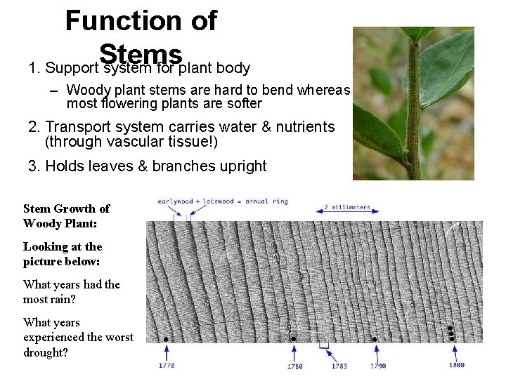 Function of Stems 1. Support system for plant body – Woody plant stems are