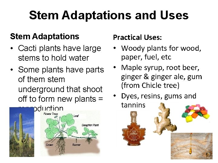 Stem Adaptations and Uses Stem Adaptations • Cacti plants have large stems to hold