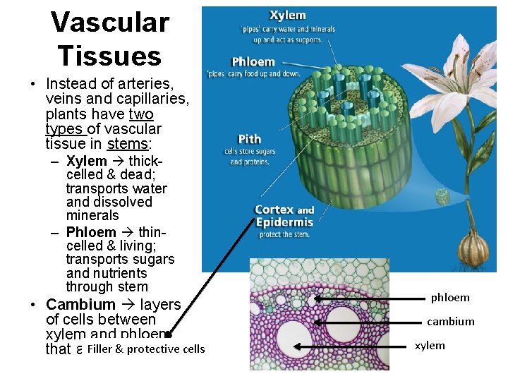 Vascular Tissues • Instead of arteries, veins and capillaries, plants have two types of