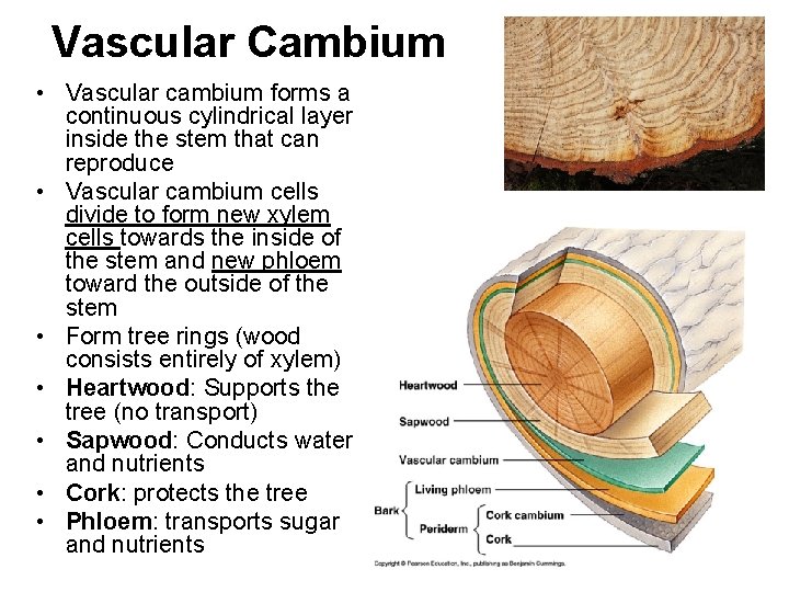 Vascular Cambium • Vascular cambium forms a continuous cylindrical layer inside the stem that