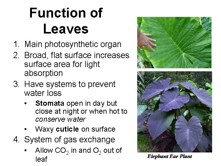 Function of Leaves 1. Main photosynthetic organ 2. Broad, flat surface increases surface area