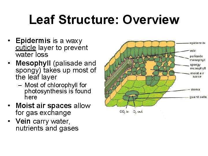 Leaf Structure: Overview • Epidermis is a waxy cuticle layer to prevent water loss