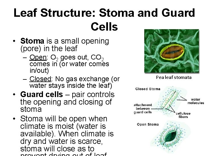 Leaf Structure: Stoma and Guard Cells • Stoma is a small opening (pore) in
