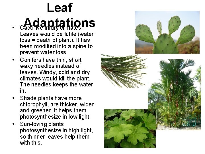  • Leaf Adaptations Cacti live in dry climates. Leaves would be futile (water